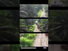 WEA18 পাম অয়েল ট্র্যাক্টর