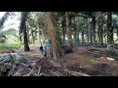 কৃষি টায়ার 11L জ্বালানী ট্যাঙ্ক ক্ষমতা সহ 2150mm হুইলবেস পাম অয়েল ট্রাক্টর