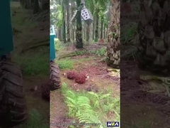 22HP ইন্দোনেশিয়া পাম অয়েল ট্রাক্টর মিনি ফার্ম ট্রাক্টর উইথ গ্র্যাপল